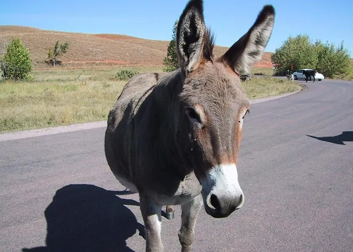 Carija Τρογκίρ